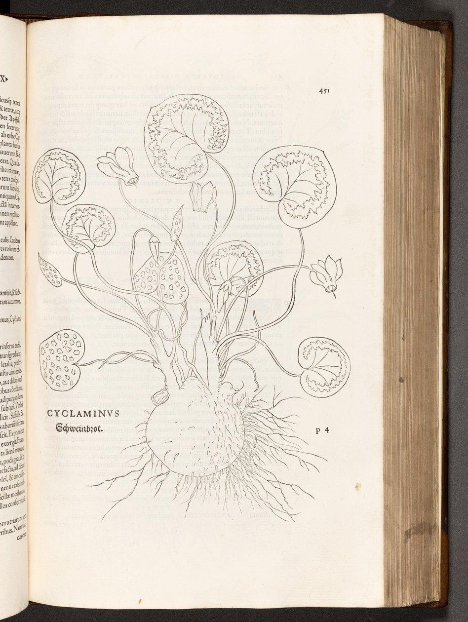 BT3.267.5 p.51 Primrose, उल्लेखनीय लिनहार्ट फ़ुच्स द्वारा, 1542 पौधों टिप्पणियों के इतिहास से द्वारा हेनरिक और मेयर, अल्बर्ट फुलमौरर