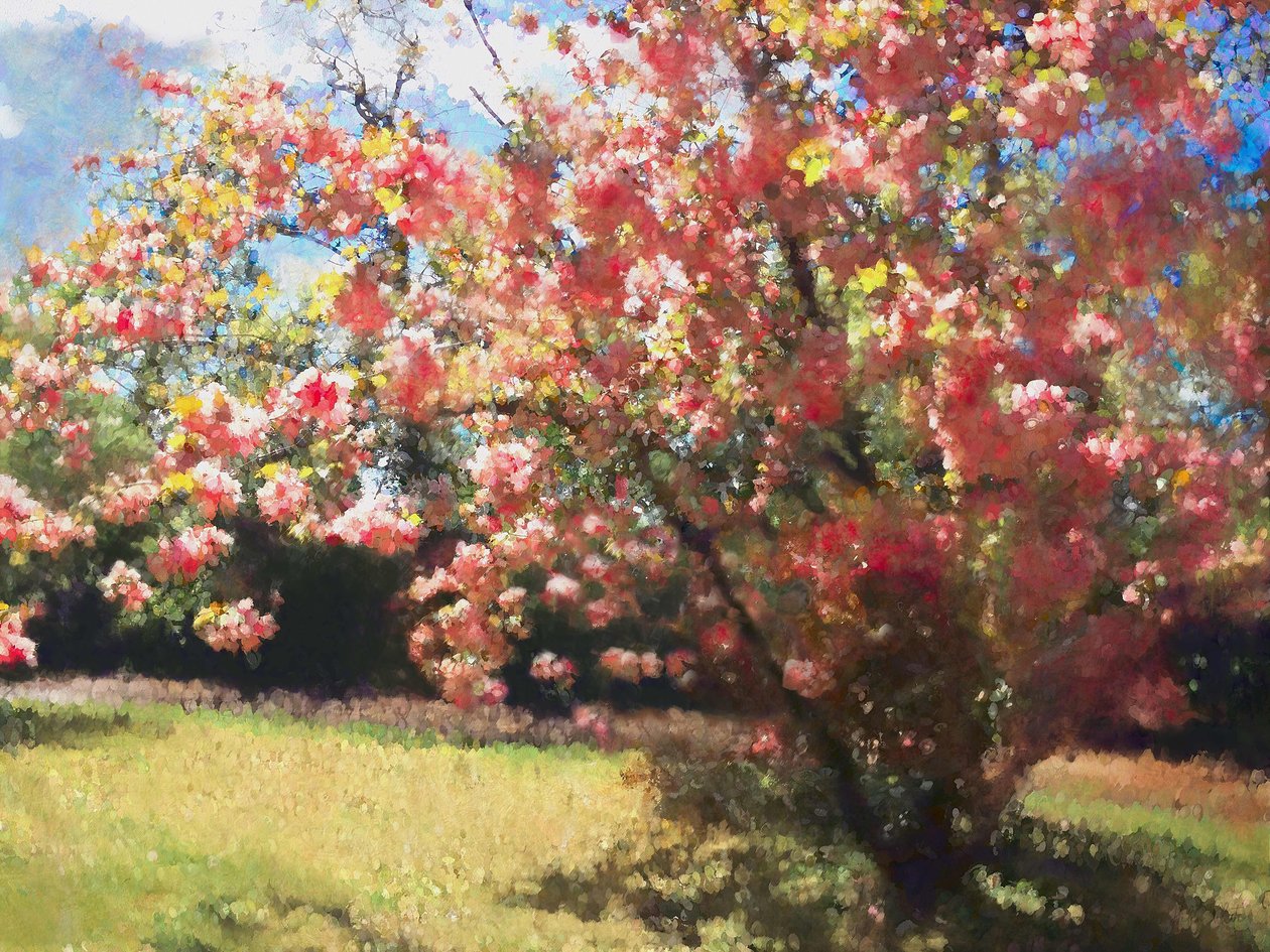 चेरी ब्लॉसम, 2018, द्वारा हेलेन व्हाइट