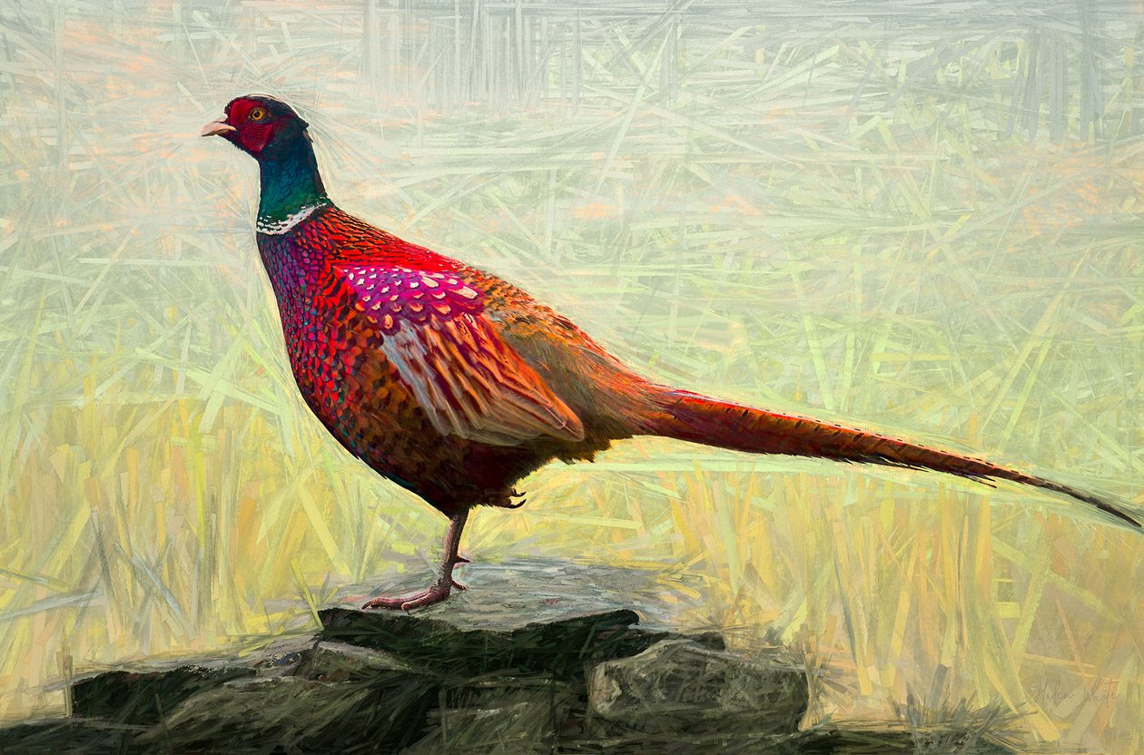 सुखद तीतर, 2018, द्वारा हेलेन व्हाइट