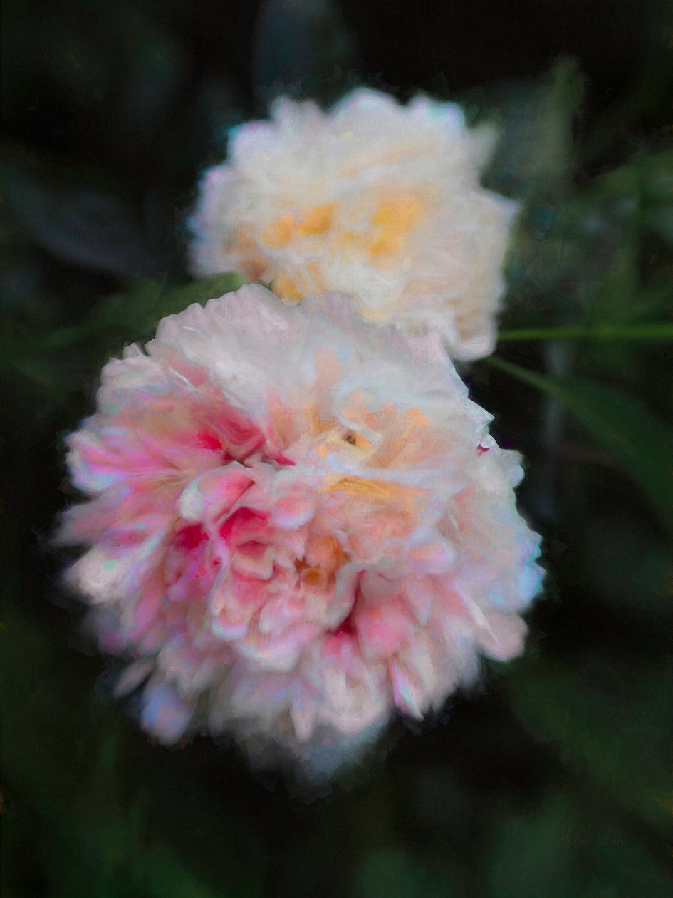 ग्रीष्मकालीन Peonies, 2018, द्वारा हेलेन व्हाइट