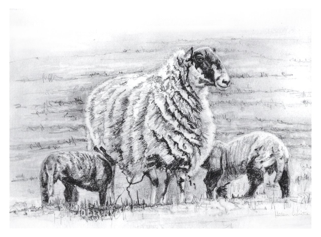  द्वारा हेलेन व्हाइट