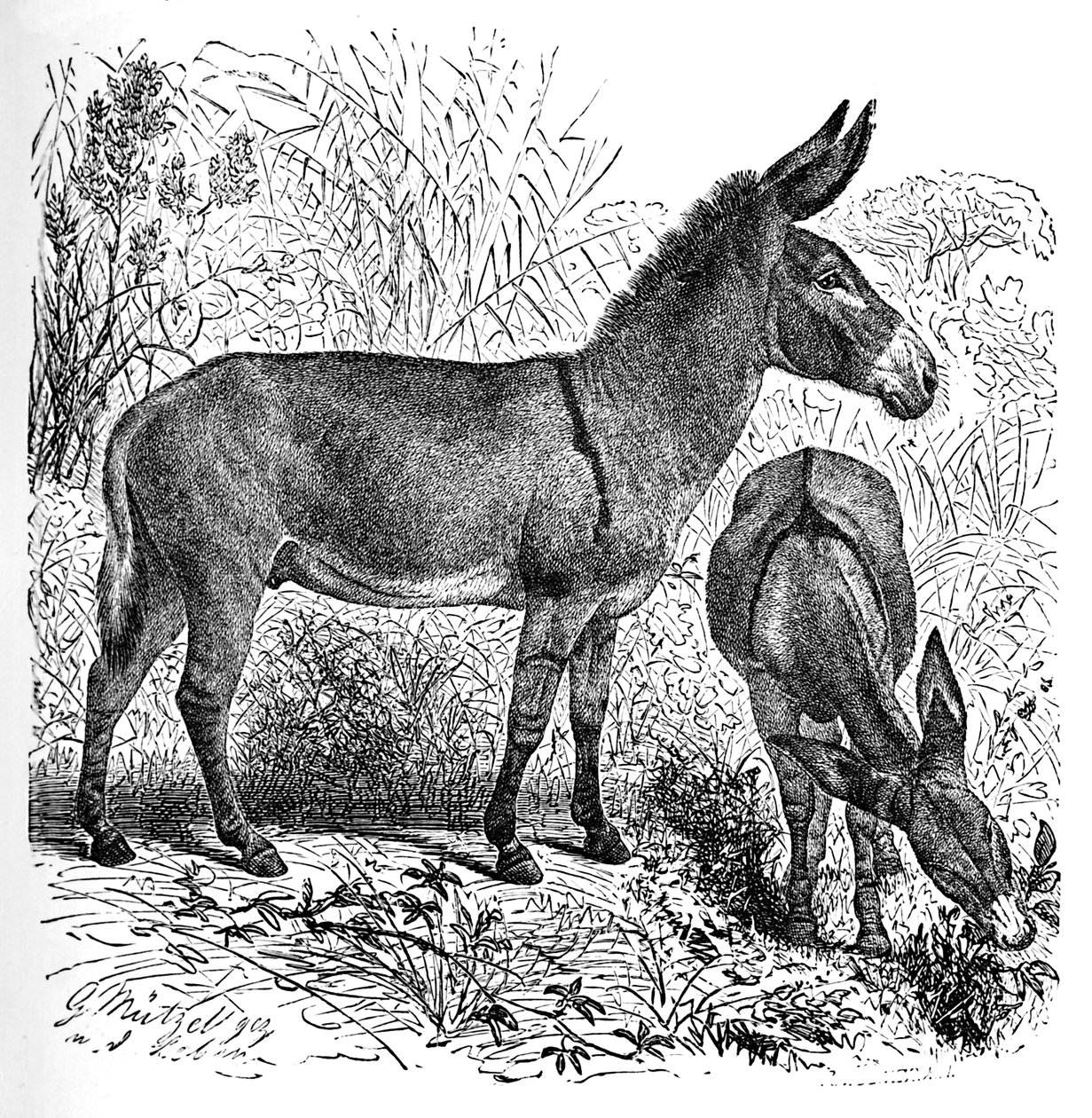 अफ्रीकी जंगली गधा, c1900 द्वारा हेलेना जे मगुइरे