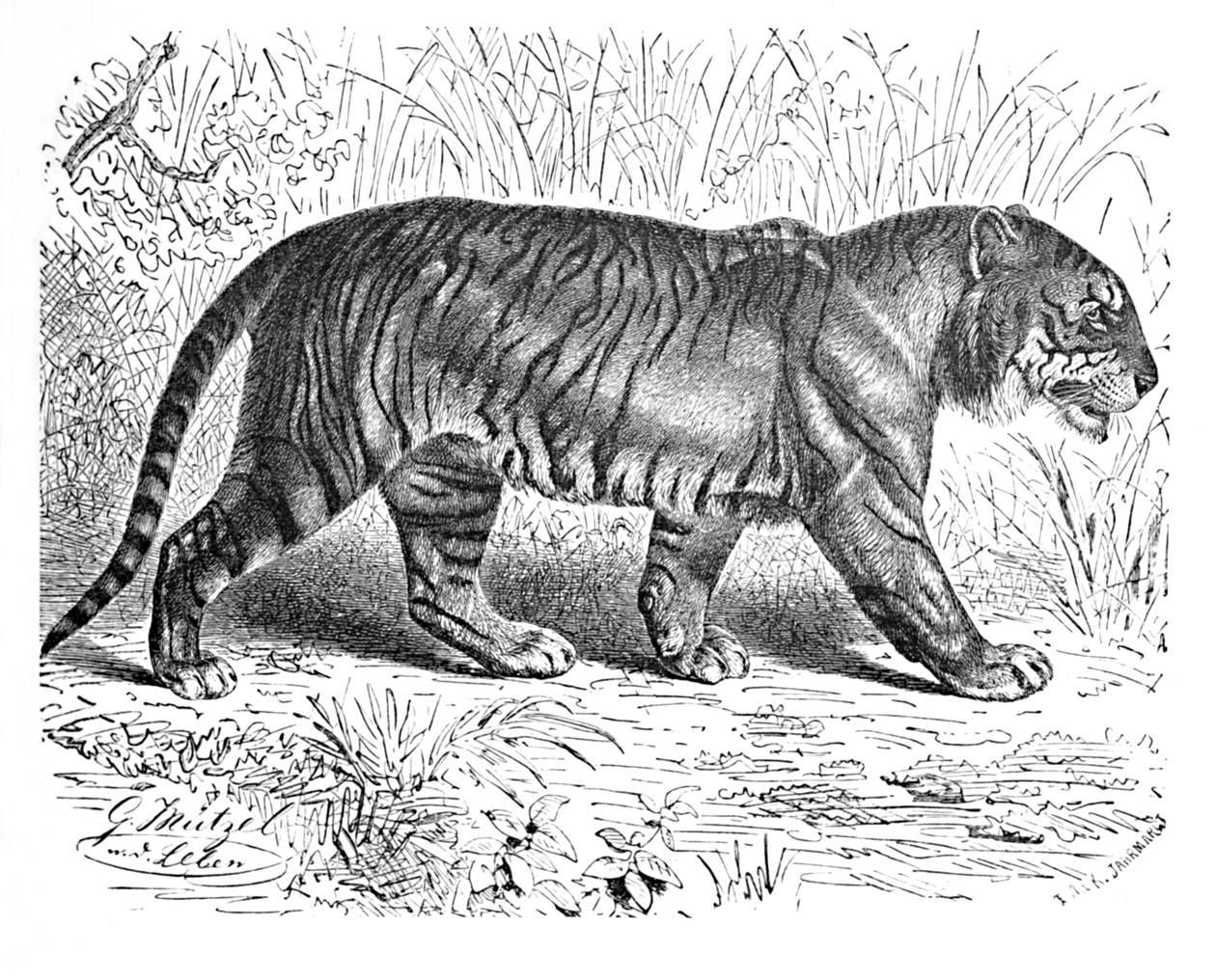 बंगाल टाइगर, c1900 द्वारा हेलेना जे मगुइरे