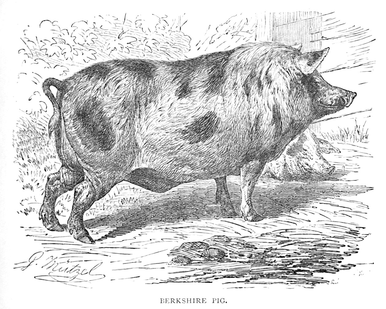 बर्कशायर पिग, c1900 द्वारा हेलेना जे मगुइरे
