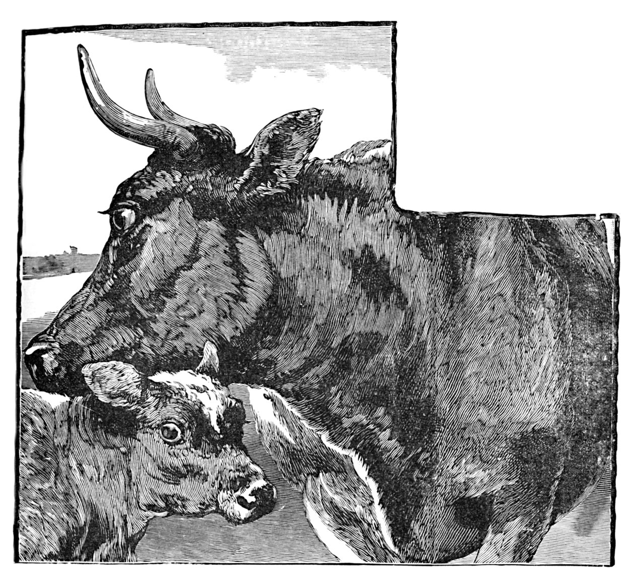 गाय और बछड़ा, c1900 द्वारा हेलेना जे मगुइरे
