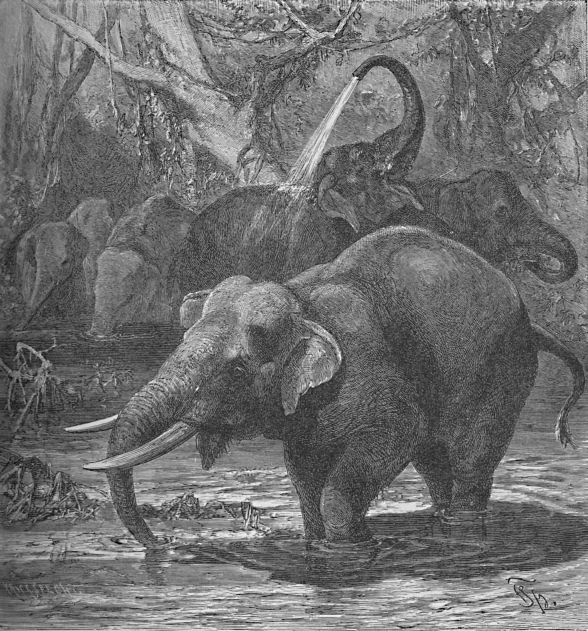 भारतीय हाथी स्नान, c1900 द्वारा हेलेना जे मगुइरे