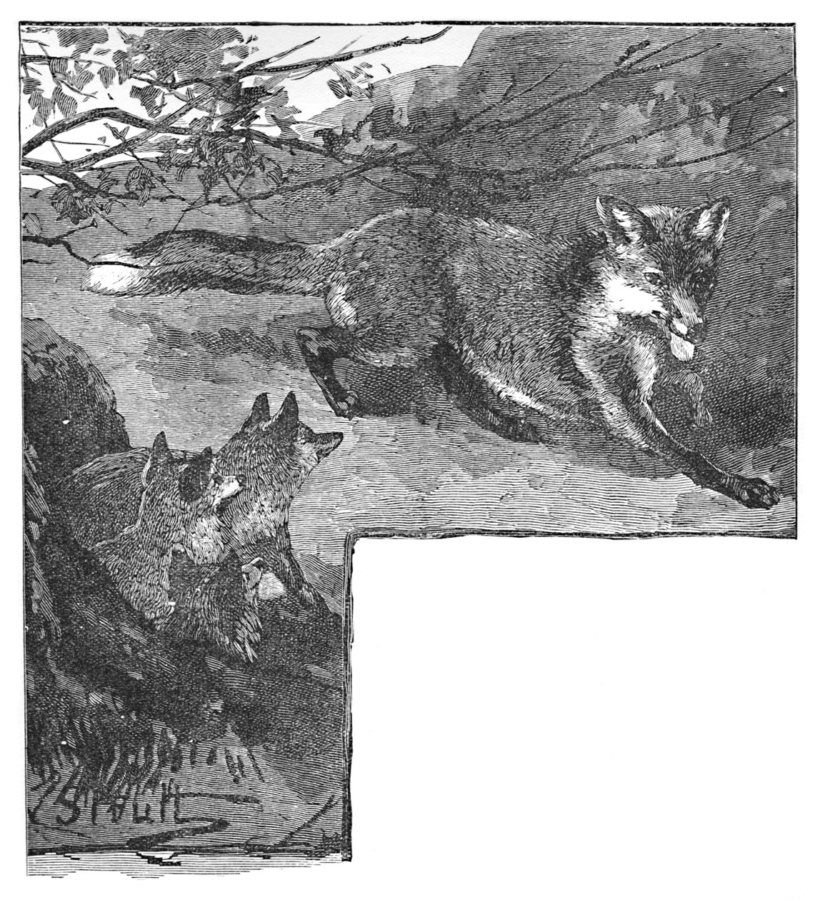 लोमड़ी और उसके शावक, c1900 द्वारा हेलेना जे मगुइरे