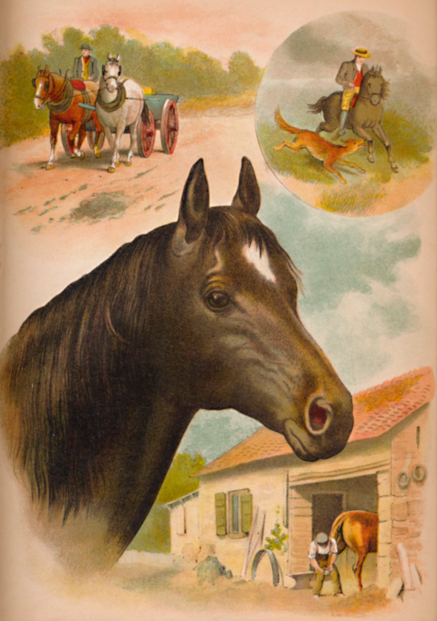 द हॉर्स, c1900 द्वारा हेलेना जे मगुइरे