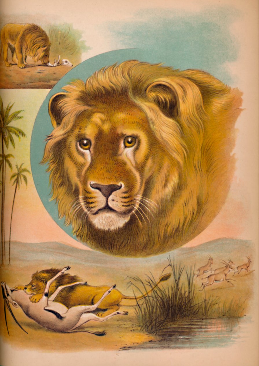 द लायन, c1900 द्वारा हेलेना जे मगुइरे