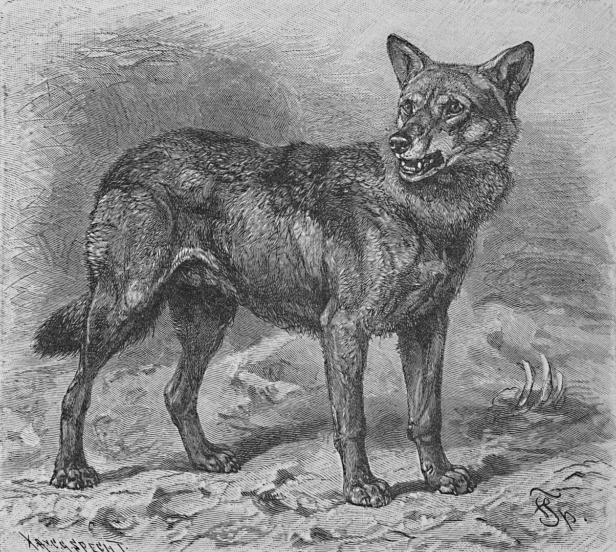 वुल्फ, c1900 द्वारा हेलेना जे मगुइरे