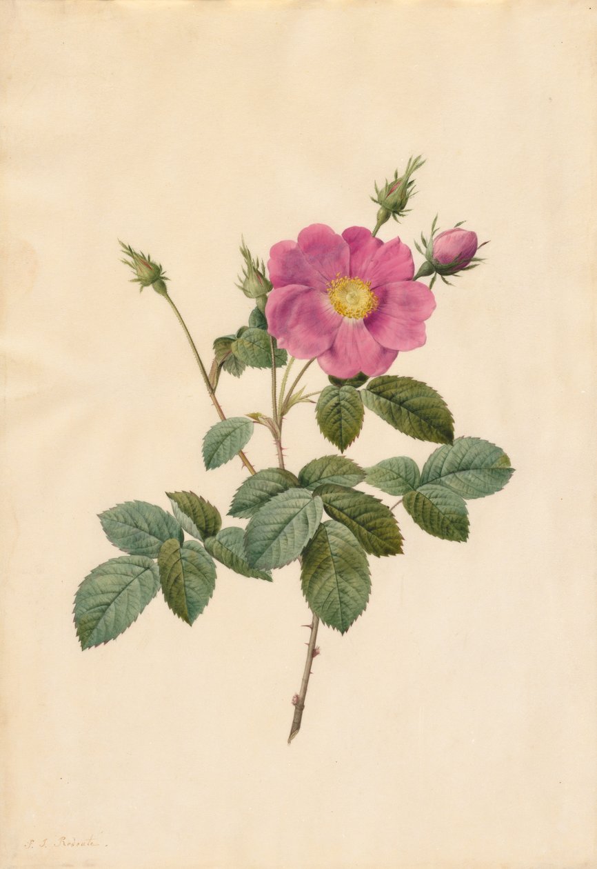 गोभी रोज रोज सेंटिफोलिया सिम्प्लेक्स, 1817-1824। द्वारा पियरे जोसेफ रेडाउट