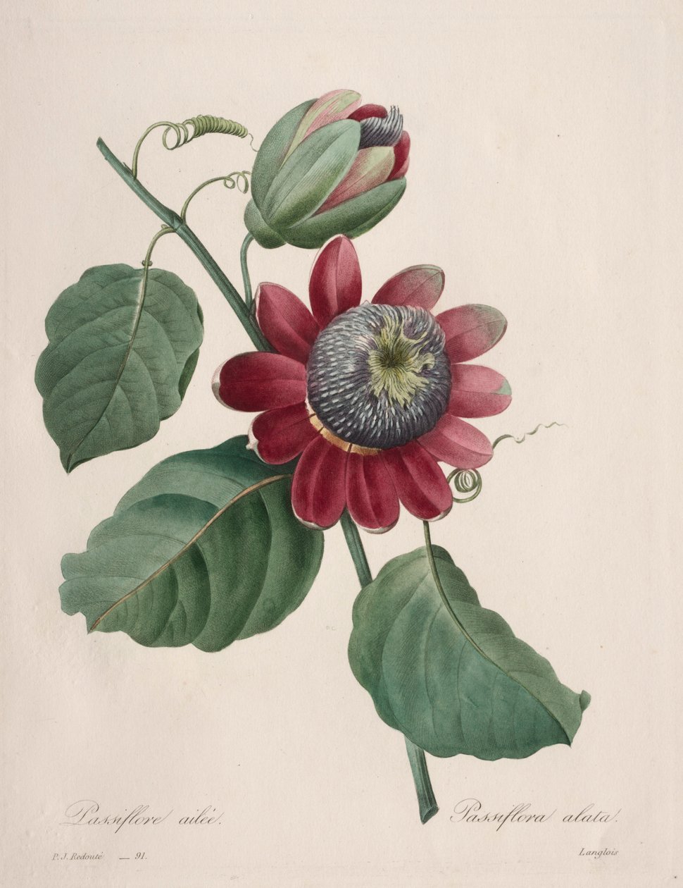 सबसे सुंदर फूलों की पसंद ... सबसे सुंदर फल: पैशनफ्लावर पंख वाले, 1827। द्वारा पियरे जोसेफ रेडाउट