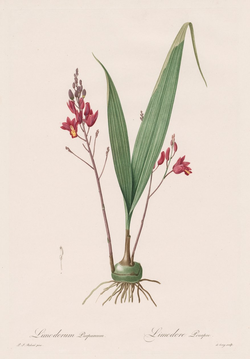 लेस liliacees: Limodorum 1802-1816 गुलाबी। द्वारा पियरे जोसेफ रेडाउट
