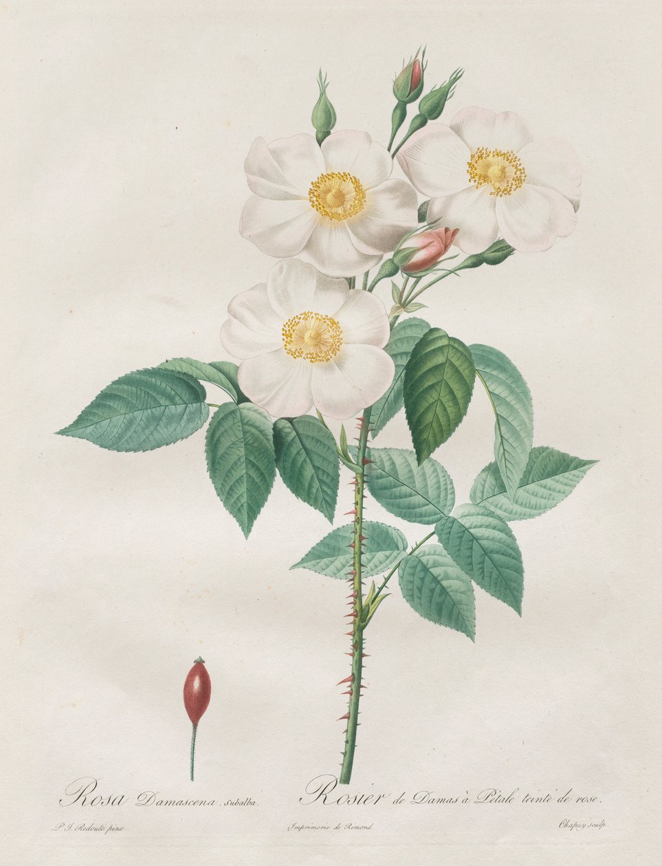लेस रोज़ेज़: रोजा दमस्कैना, सबालबा, 1817-1824। द्वारा पियरे जोसेफ रेडाउट