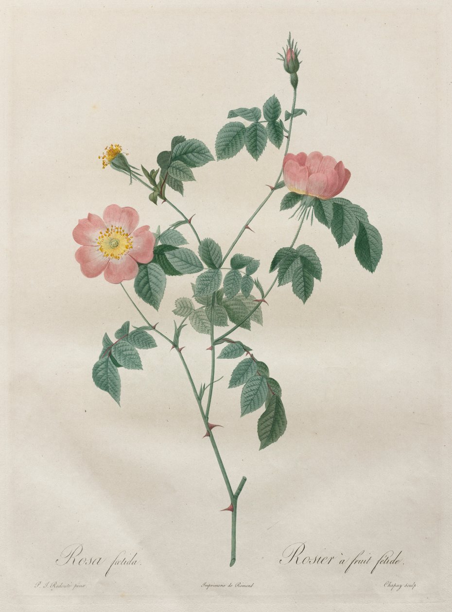 लेस रोज़ेज़: रोजा इंडिका, 1817-1824। द्वारा पियरे जोसेफ रेडाउट