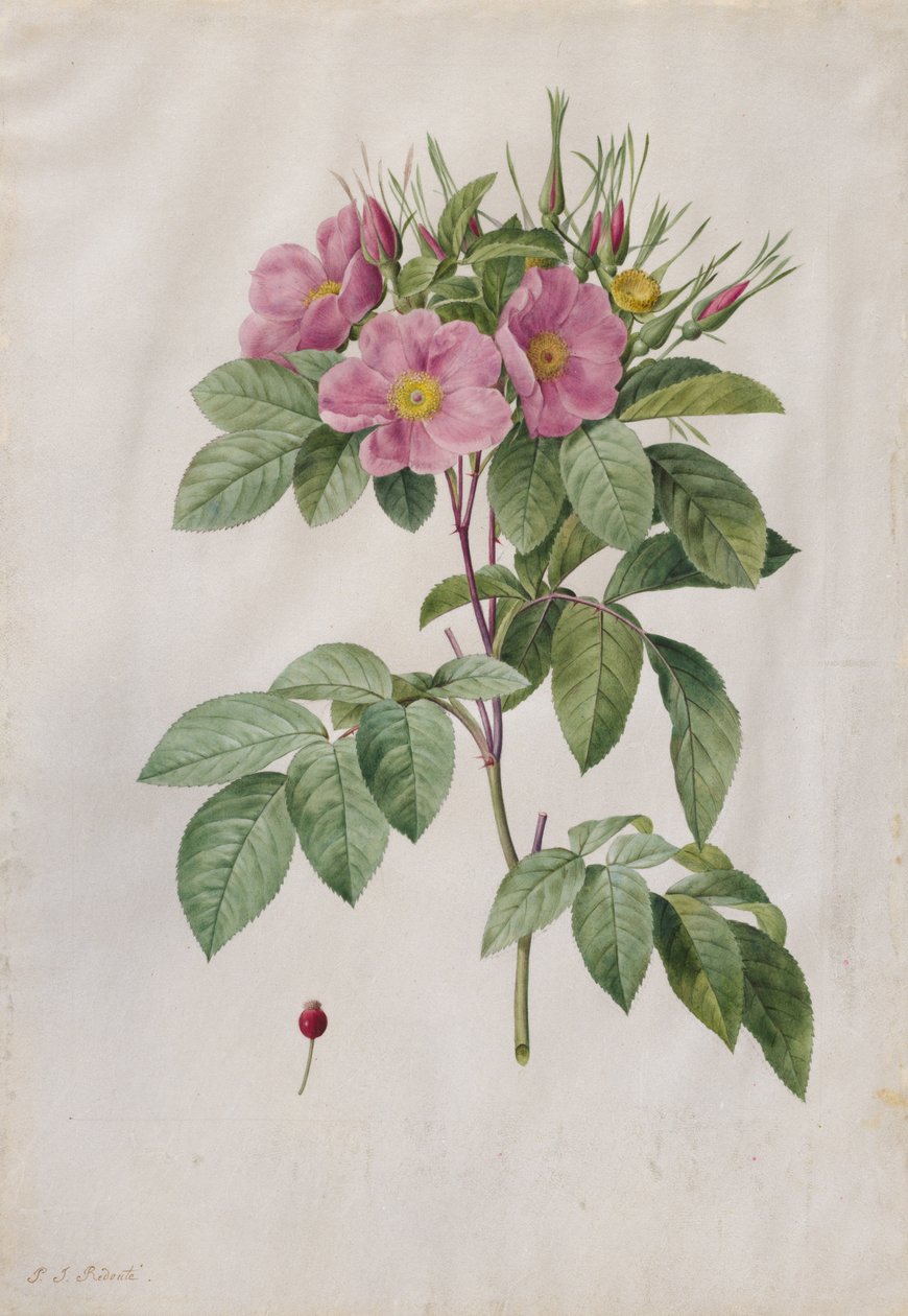 पेस्ट रोज रोजा कैरोलिना कोरिम्बोसा, 1817-1824। द्वारा पियरे जोसेफ रेडाउट