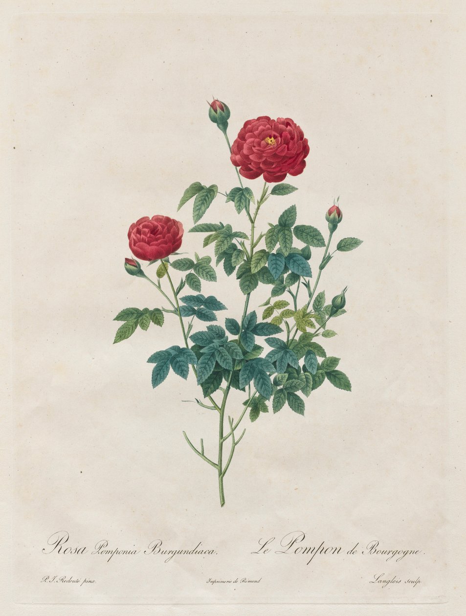 पोम्पोन रोज़, 1817-1824। द्वारा पियरे जोसेफ रेडाउट