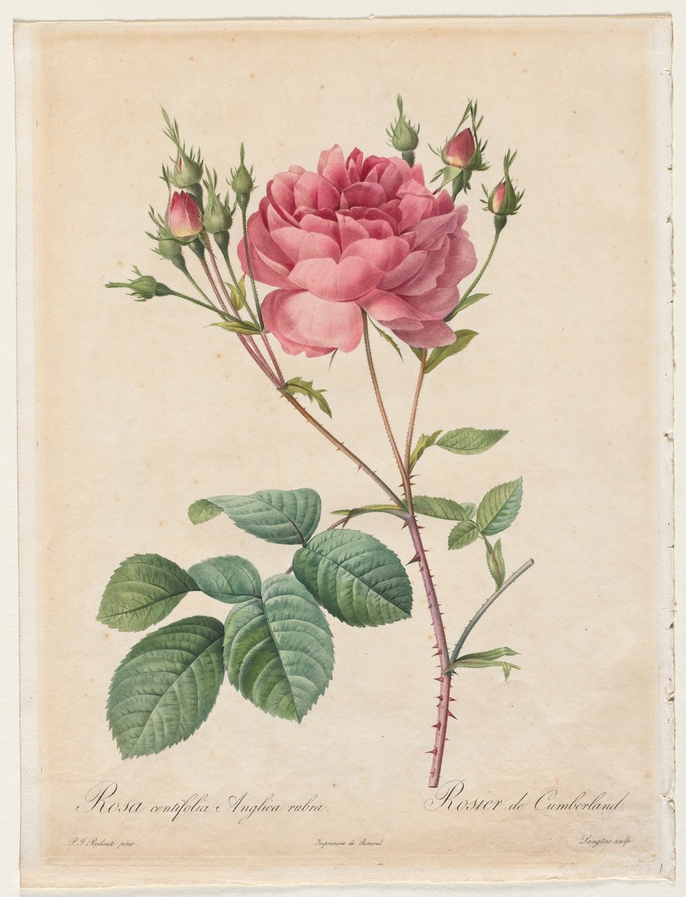 रोजा Centifolia अंग्रेजी लाल, 1817-1824। द्वारा पियरे जोसेफ रेडाउट