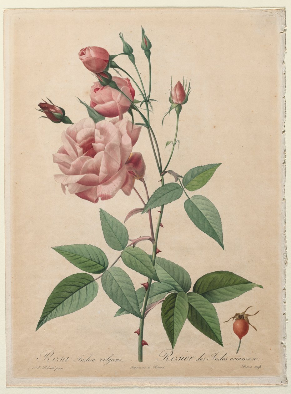 द रोज़ेस: चीन या बंगाल रोज, 1817-1824। द्वारा पियरे जोसेफ रेडाउट