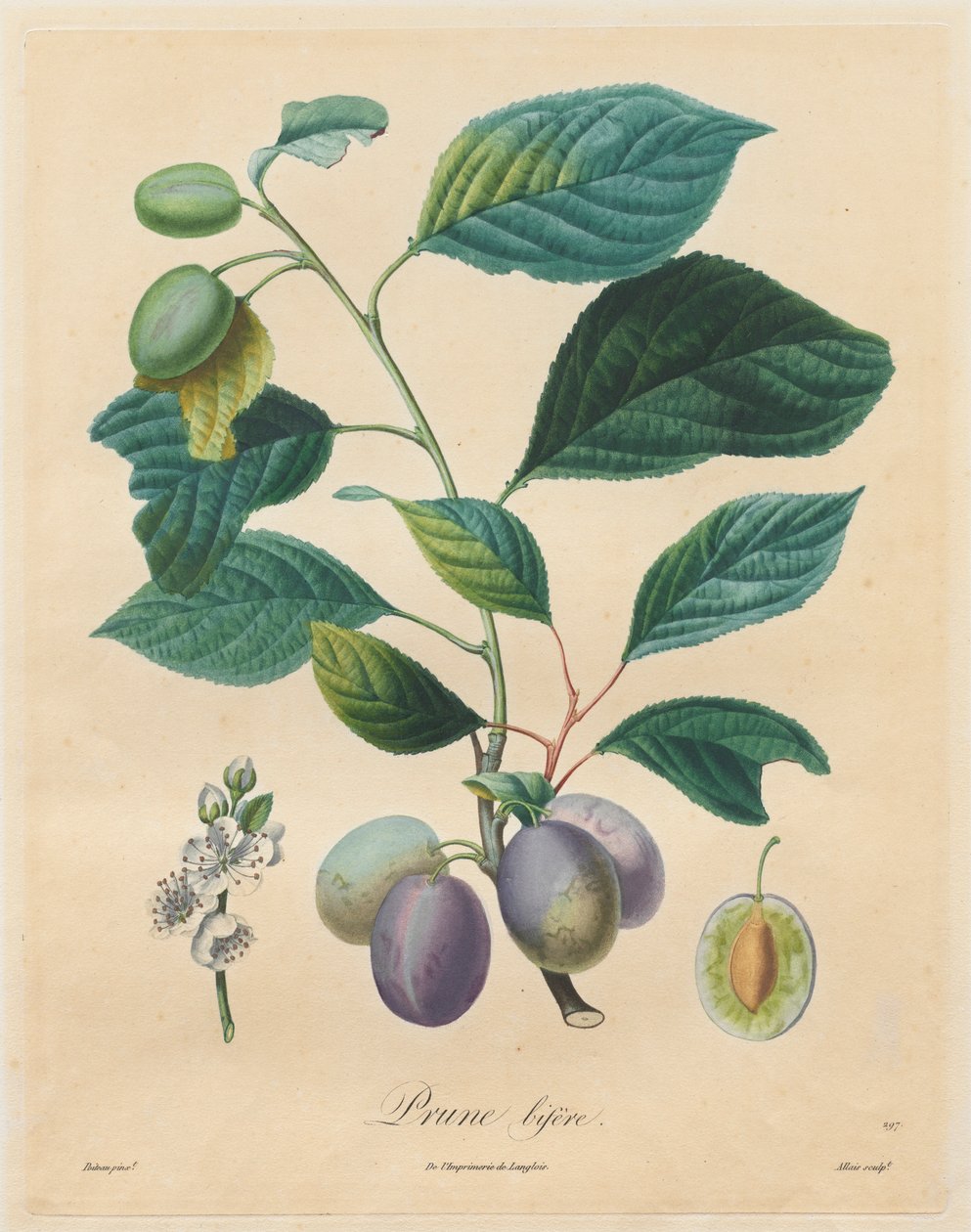 फलों के पेड़ों पर संधि: बेर बाइफ़र, 1808-1835। द्वारा हेनरी लुइस डुहमेल डु मॉन्को