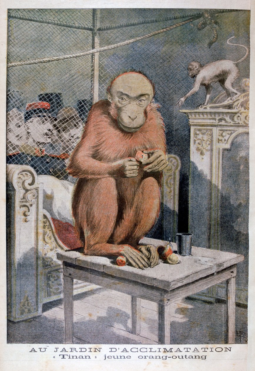 खिलौना वनमानुष, 1896 द्वारा हेनरी मेयर