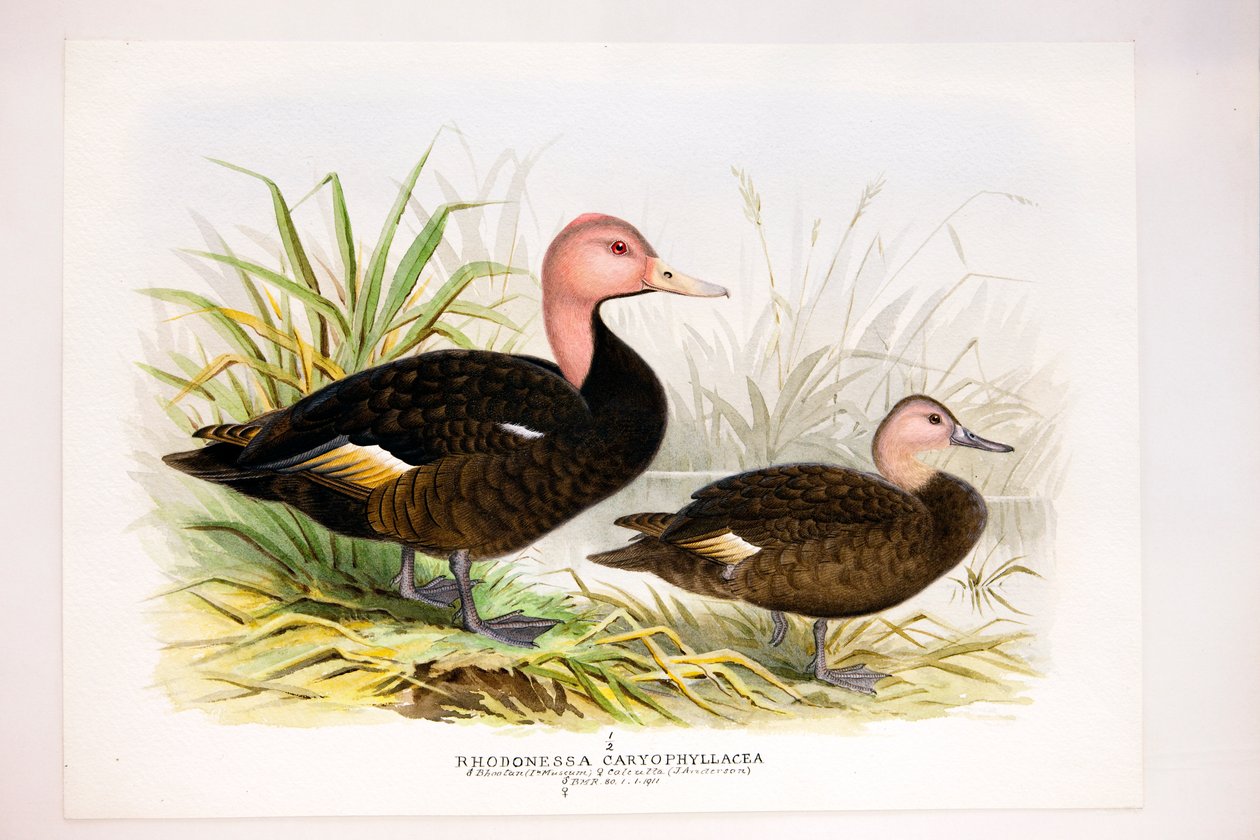गुलाबी सिर वाली बत्तखें, c.1896-1921 द्वारा हेनरी जोन्स