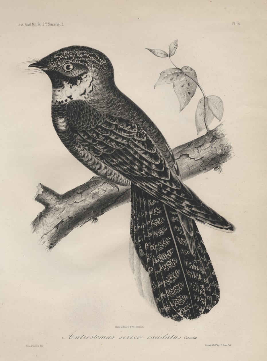 Antrostomus Serico-Caudatus, JT बोवेन द्वारा लिथो, 1850 लिथो द्वारा हेनरी लुइस स्टीफेंस
