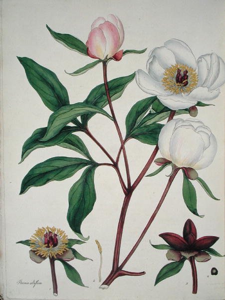 Paeonia Albiflora, 'द बॉटनिस्ट्स रिपोजिटरी' से, 1797 में प्रकाशित हुआ (रंगीन उत्कीर्णन) द्वारा हेनरी एंड्रयूज