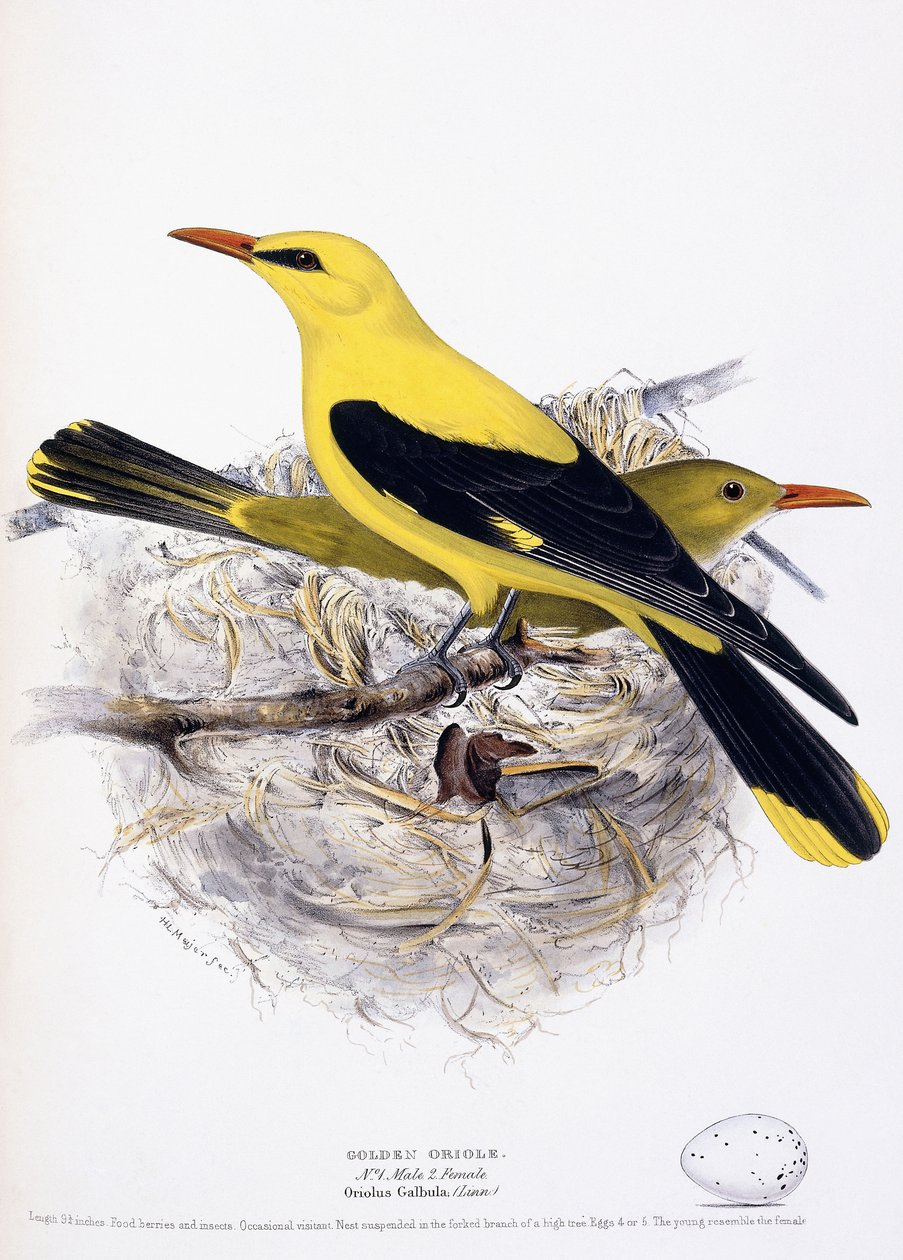 गोल्डन ओरियल, 1835 द्वारा हेनरी लियोनार्ड मेयर