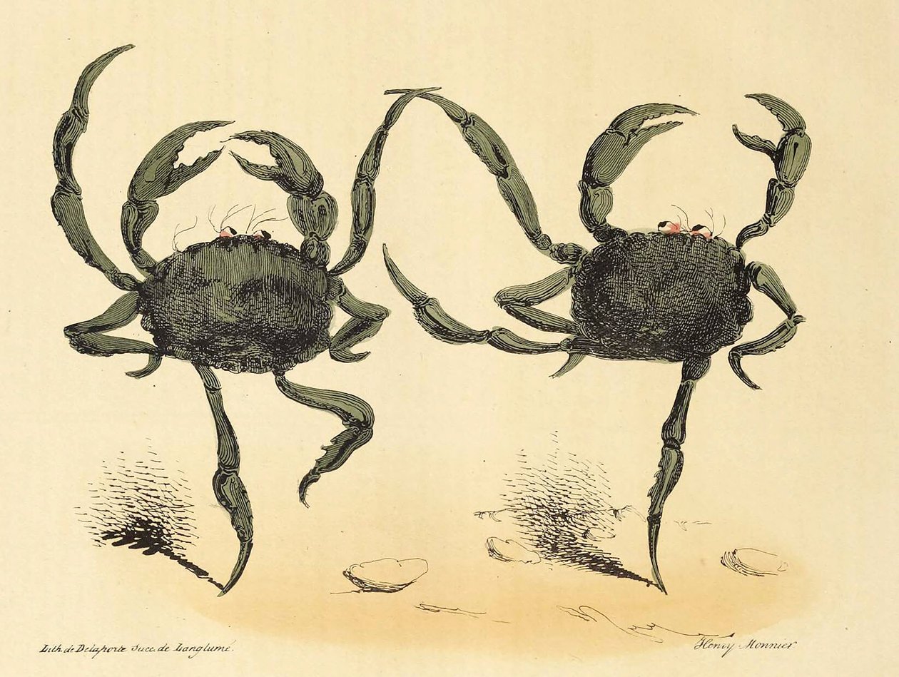 ला कैरिकेचर, पब से शानदार नृत्य। 1831 लिथोग्राफ, 1831। द्वारा हेनरी मोननियर