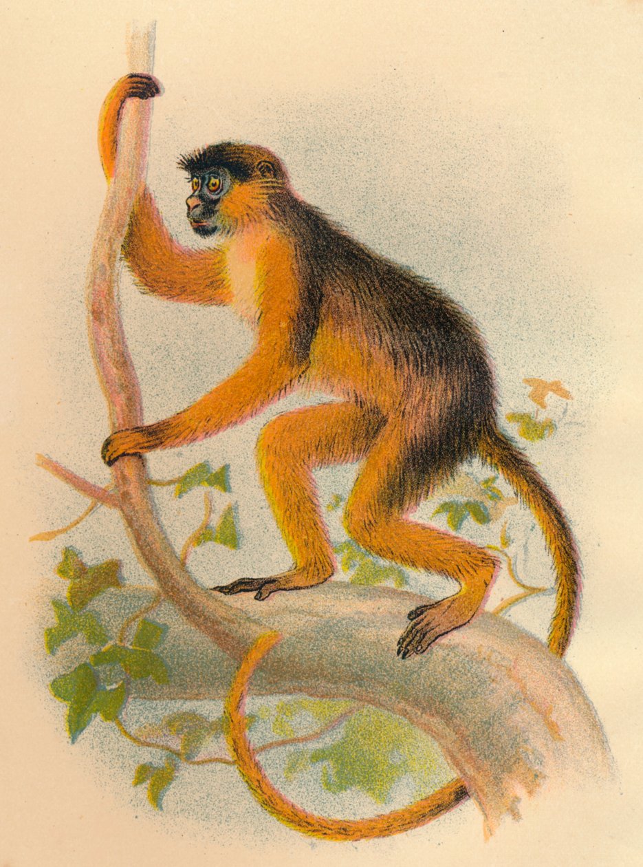 बे गुरेज़ा, 1897 द्वारा हेनरी ऑग फोर्ब्स