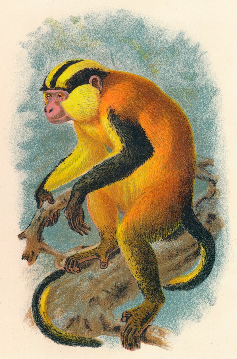 एर्ज़ेलेन्स जेनन, 1897 द्वारा हेनरी ऑग फोर्ब्स