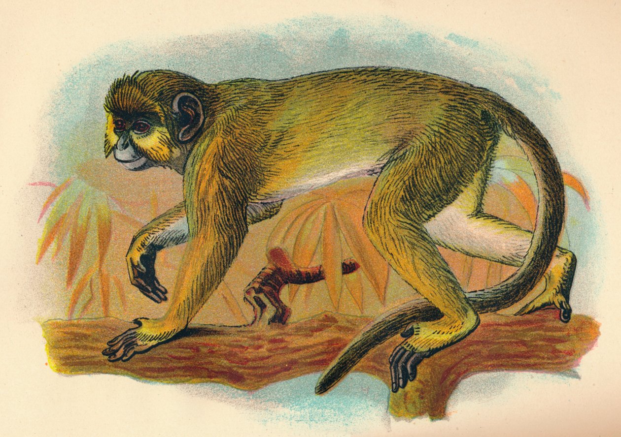 द टैलापोन, 1897 द्वारा हेनरी ऑग फोर्ब्स