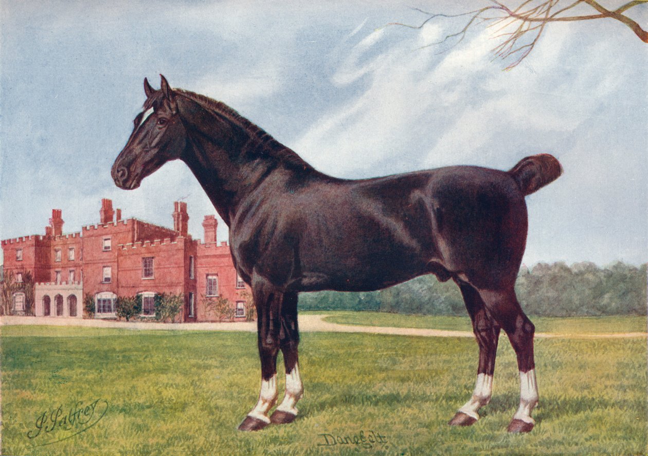 हैकनी स्टैलियन डेनगेल्ट, c1905 c1910 द्वारा हेनरी पॉवेल पल्फ्रे