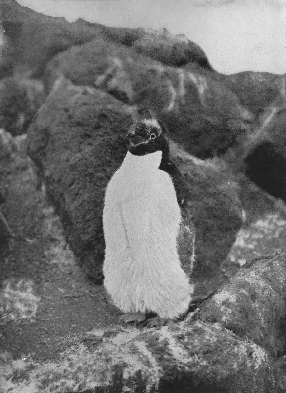 A Moulting पेंगुइन, c1911, 1913 द्वारा हर्बर्ट पोंटिंग