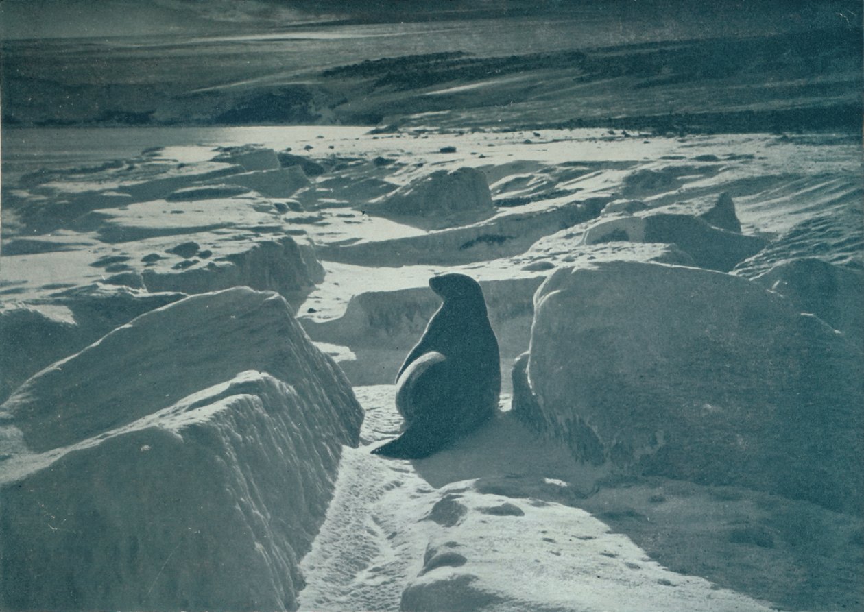 ए वेडेल सील ऑन द बीच, c1911, 1913 द्वारा हर्बर्ट पोंटिंग