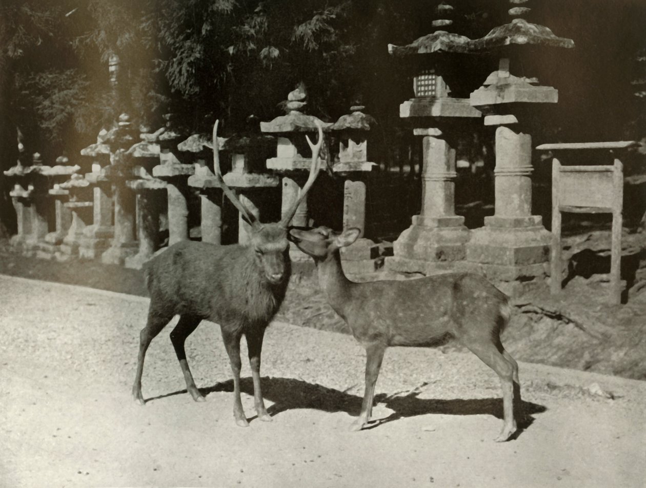 मेरे प्रिय! ए स्टडी एट नारा, 1910। द्वारा हर्बर्ट पोंटिंग