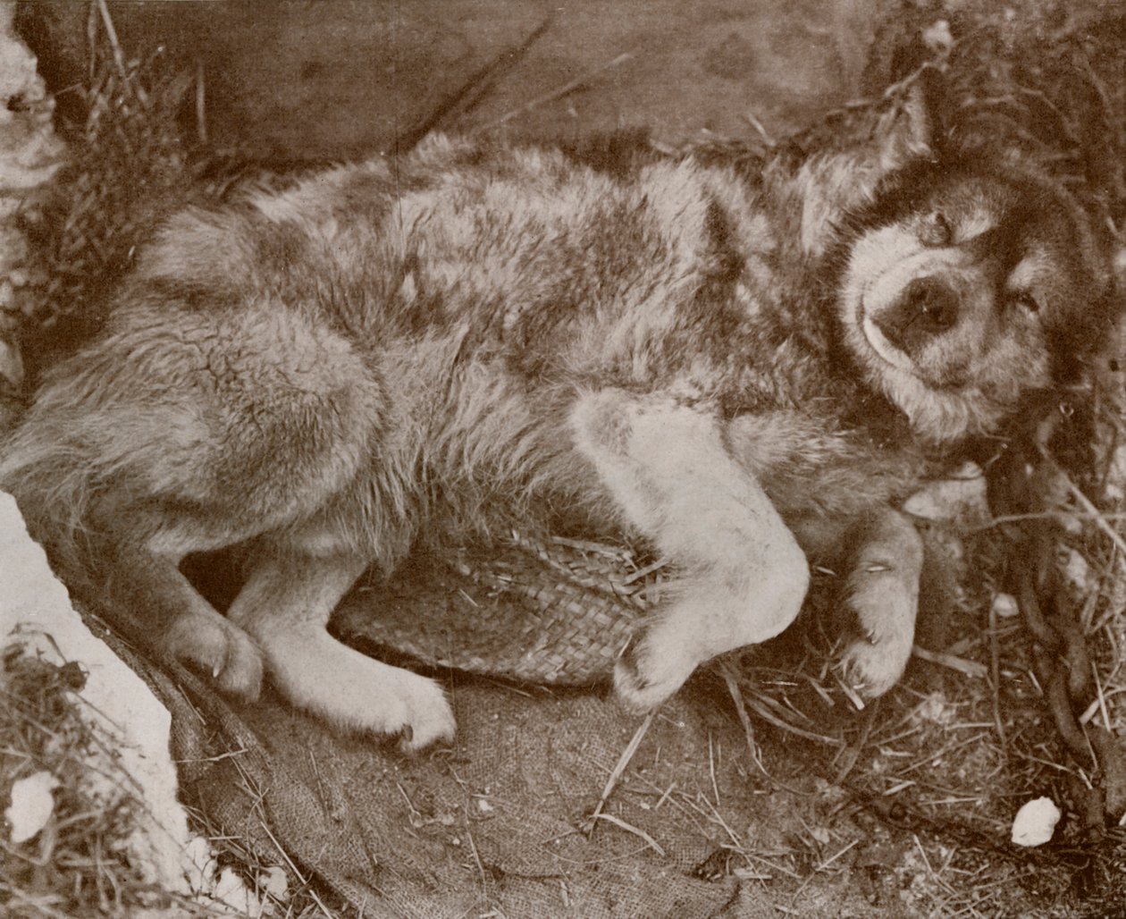 स्ट्रिक मलिंगरिंग, c19101913, 1913 द्वारा हर्बर्ट पोंटिंग