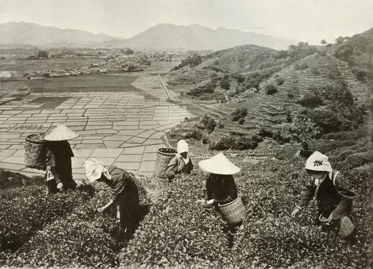 मैदानों पर चाय और चावल, 1910 पर। द्वारा हर्बर्ट पोंटिंग