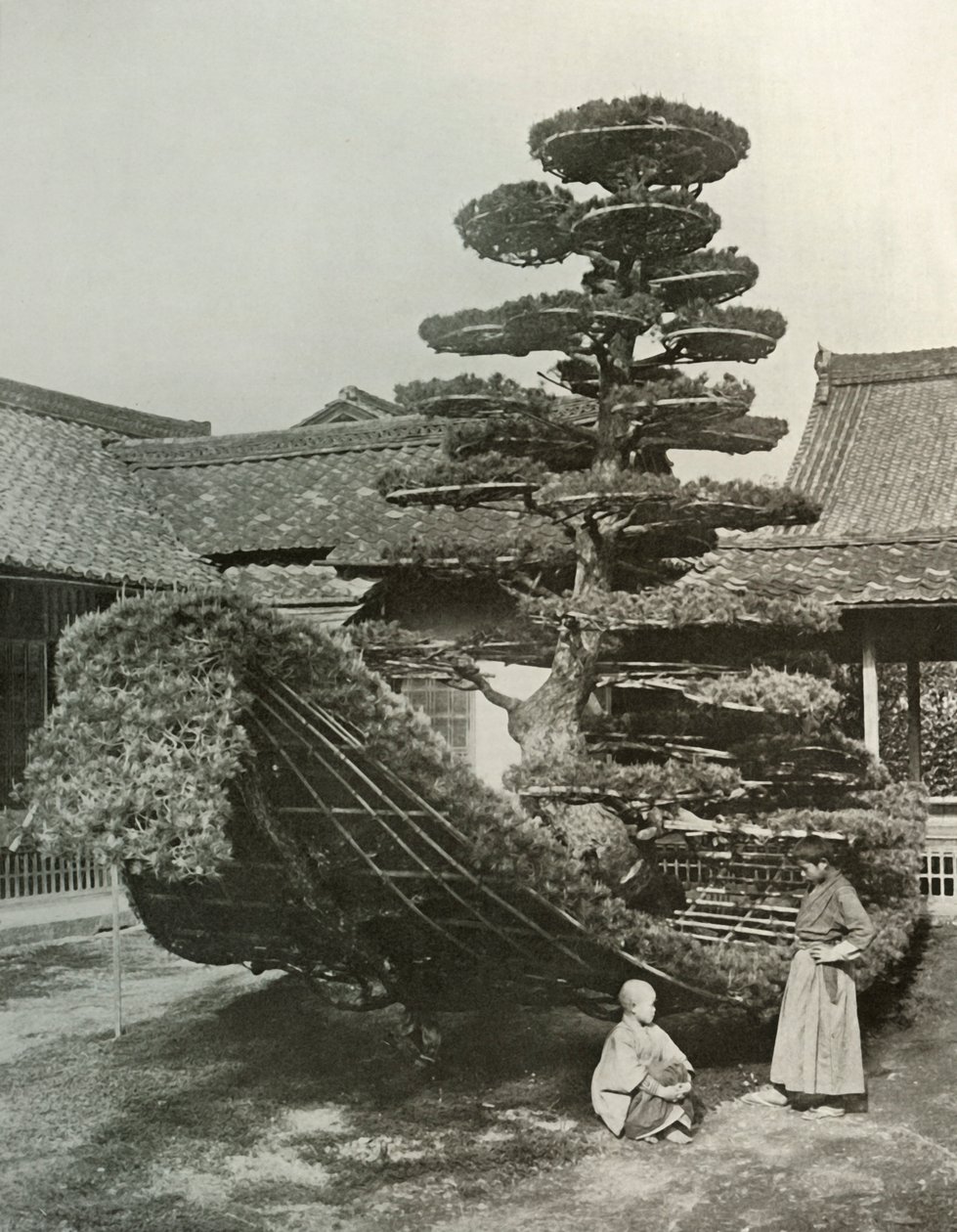किंककुजी में पाइन-ट्री जंक, 1910। द्वारा हर्बर्ट पोंटिंग