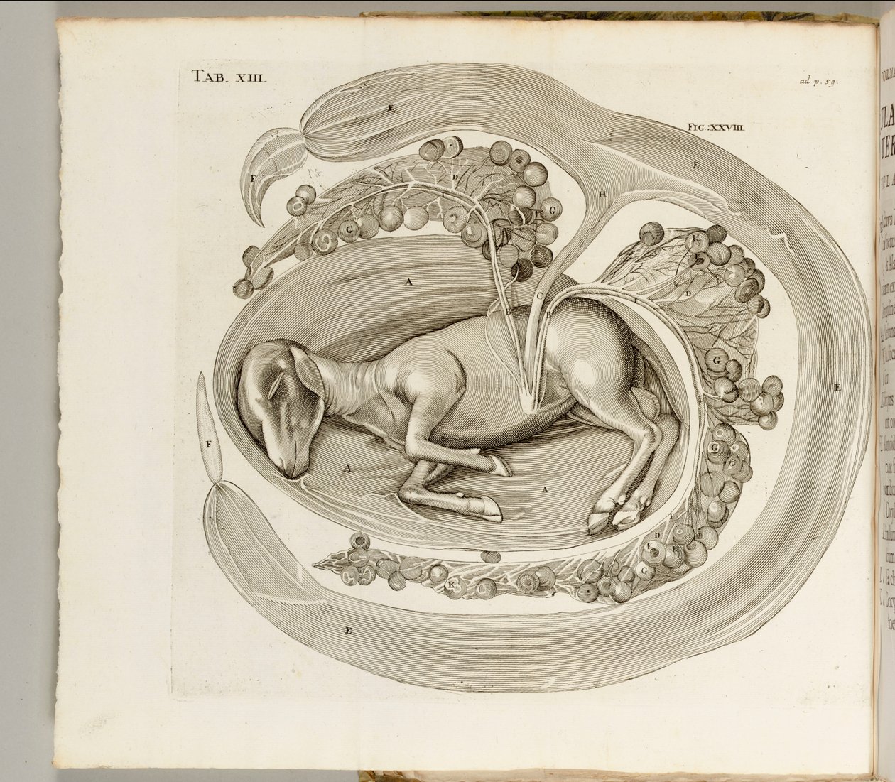 गर्भ में एक जानवर, 1738 द्वारा Aquapendente से Hieronymus Fabricius