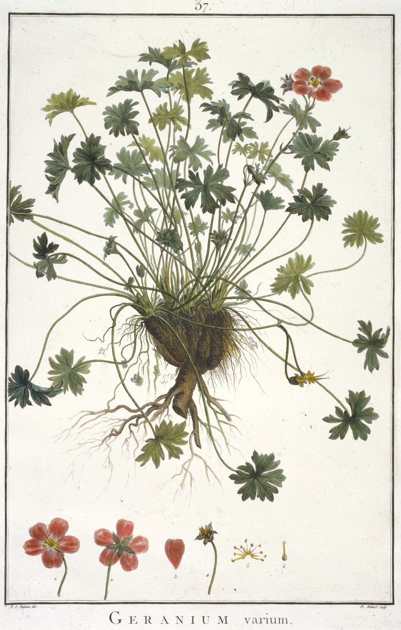 Geranium Geraniologia, या घंटे, PELARGONII से अलग, Monsoniae Grielum इतिहास माउस वर्णन करने के लिए, 1787-1788 द्वारा ह्यूबर्ट रॉबर्ट