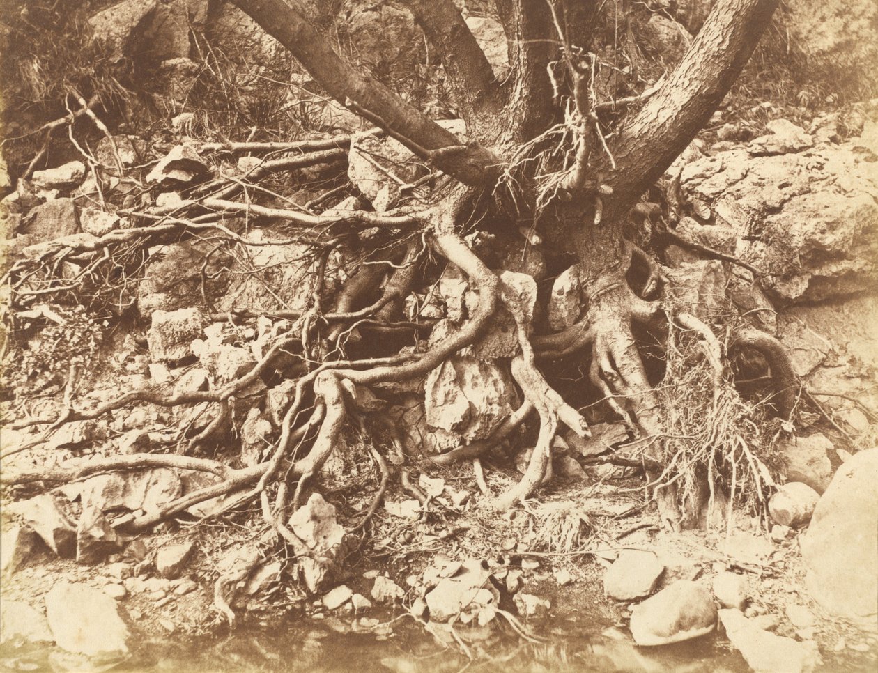 जड़ों की उलझन वाला पेड़, 1853। द्वारा ह्यूग ओवेन