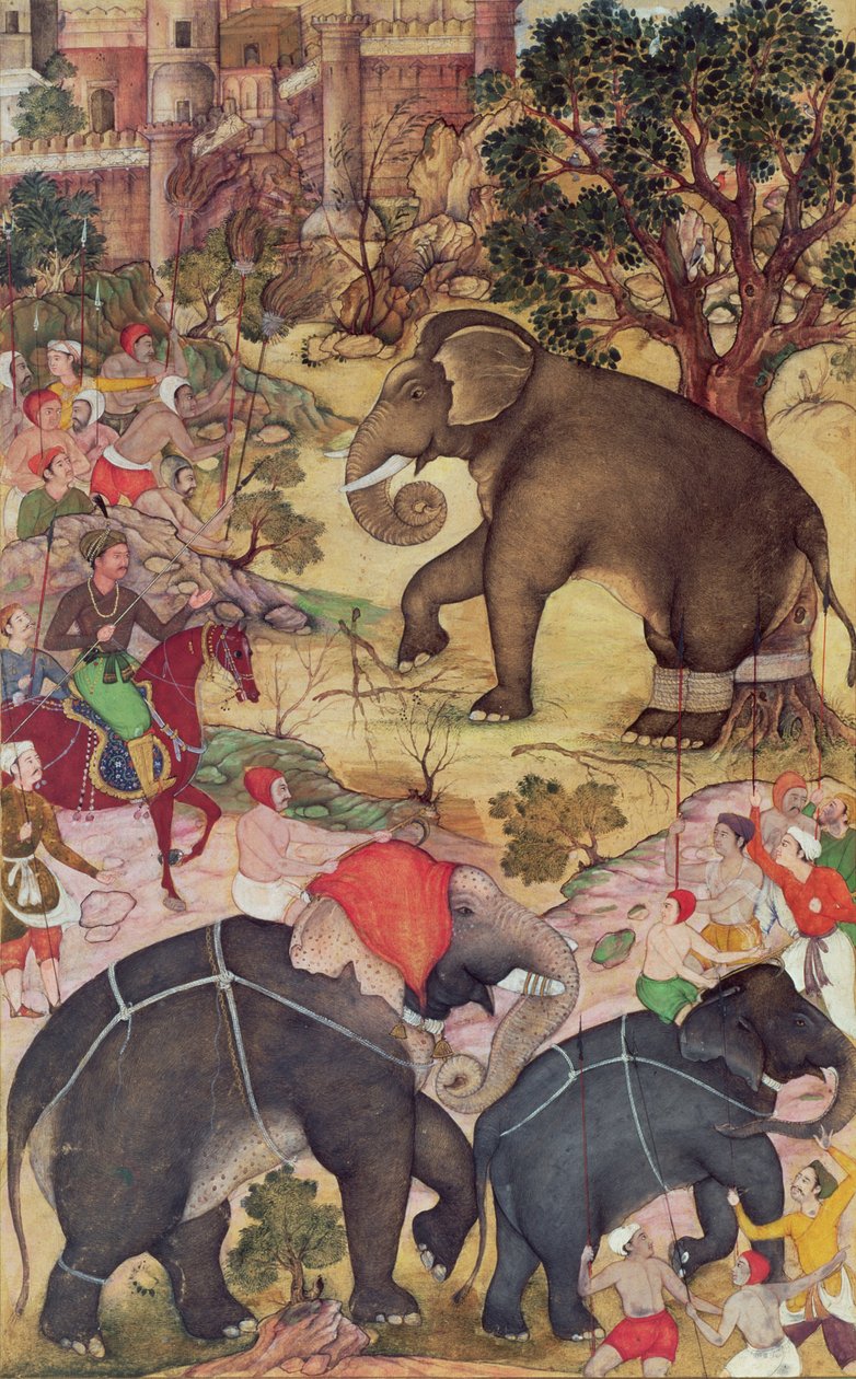 अकबरनामा, मुगल, सी। 1590-95 (कागज पर अपारदर्शी wc und सोना) से मालवा के पास झुंड से पकड़े गए जंगली हाथी का निरीक्षण करते हुए द्वारा इंडियन स्कूल