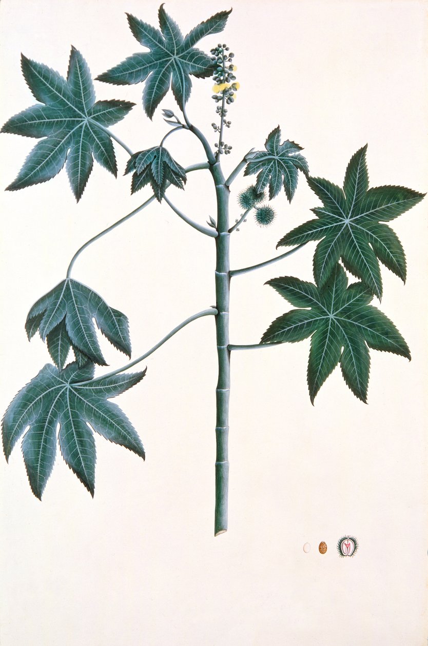 अरंडी का तेल संयंत्र, c.1801-4 (कागज पर गौच अन्ड स्याही) द्वारा इंडियन स्कूल