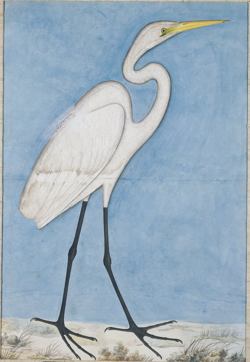 ए ग्रेट एग्रेट, लखनऊ, c.1790 द्वारा इंडियन स्कूल