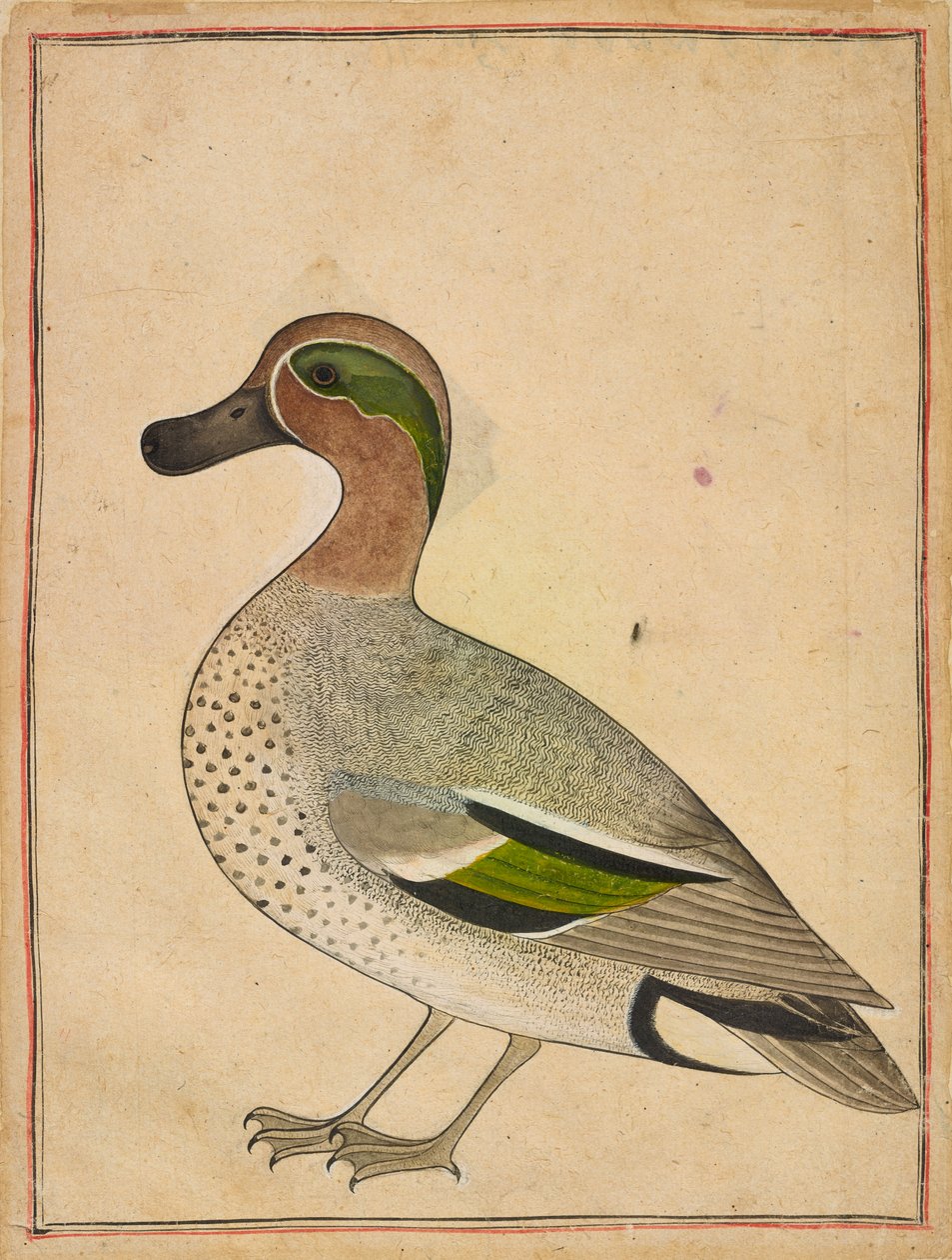 ए ग्रीन-विंग्ड टील, c.1730 द्वारा इंडियन स्कूल