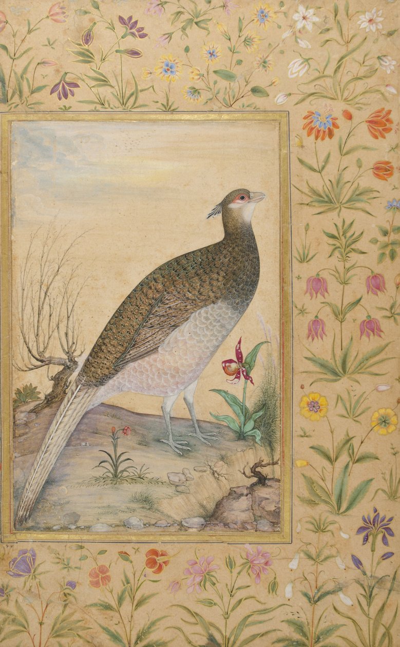 हिमालयन चीयर तीतर, सी .१६२०, बॉर्डर c.1635 (कागज पर अपारदर्शी wc और सोना) द्वारा इंडियन स्कूल