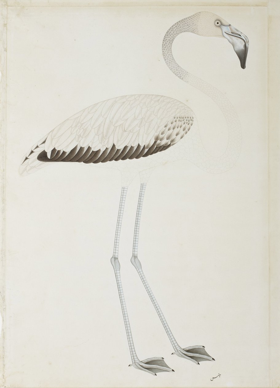 एक राजहंस, c.1780 (कागज पर अपारदर्शी wc) द्वारा इंडियन स्कूल