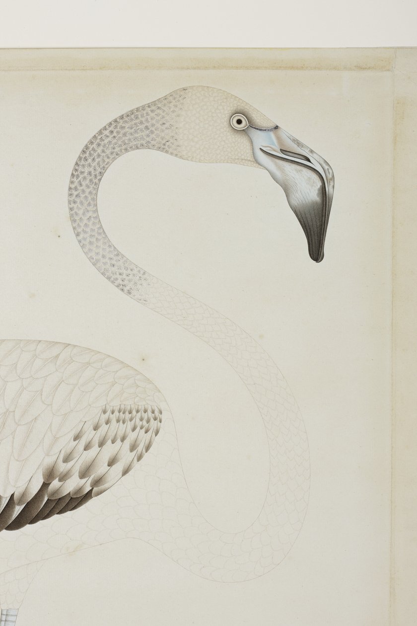 एक राजहंस, विस्तार, c.1780 (कागज पर अपारदर्शी wc) द्वारा इंडियन स्कूल